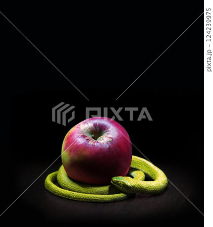 The snake lies near the apple 124239975