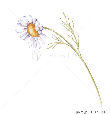 The white daisy is hand-painted. Watercolor wildflower isolated on a white background. Botanical illustration. The clipart is suitable for postcards, banners, wallpapers and other designs. 124240118