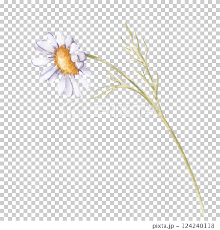 The white daisy is hand-painted. Watercolor wildflower isolated on a white background. Botanical illustration. The clipart is suitable for postcards, banners, wallpapers and other designs. 124240118