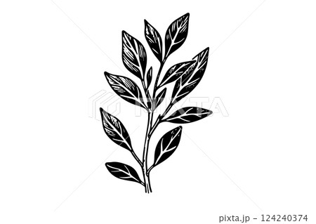 Hand-drawn ink sketch of minimal plant, black forts for graphic design. Engraved style vector illustration. 124240374