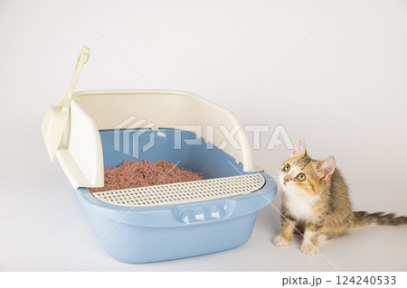 In an isolated setting a cat occupies a litter box on a clean white background highlighting the importance of animal care and hygiene through the use of a cat tray. In an isolated setting a cat occupies a litter box on a clean white background highlighting the importance of animal care and hygiene through the use of a cat tray. 124240533