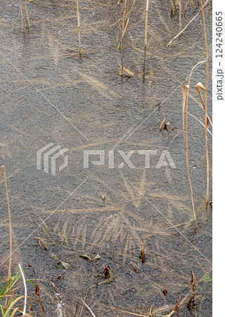 Plants, leaves frozen in the water of the lake. Background. Plants, leaves frozen in the water of the lake. Background. 124240665