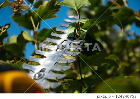 Electricity garden scissors. Trimming bush work in the garden. Close up. Season work. Outdoors. 124240758