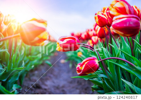 Magical landscape with fantastic beautiful tulips field in Netherlands on spring. Blooming multicolor dutch tulip fields in a dutch landscape Holland. Travel and vacation concept. Selective focus. Magical landscape with fantastic beautiful tulips field in Netherlands on spring. Blooming multicolor dutch tulip fields in a dutch landscape Holland. Travel and vacation concept. Selective focus. 124240817