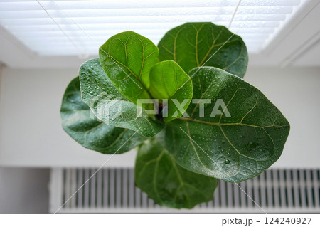 Ficus lyrata in a flowerpot stands on the window. View from above Ficus lyrata in a flowerpot stands on the window. View from above 124240927