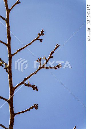 開花間近の桜の蕾 124241177