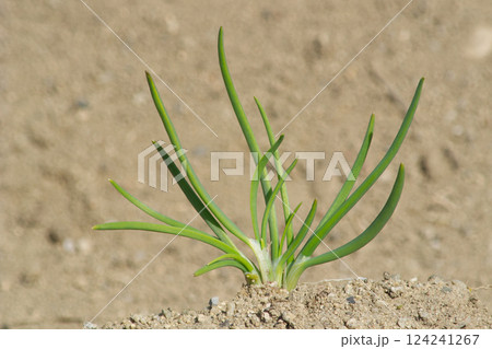 家庭菜園に植え付けたわけぎの苗 124241267