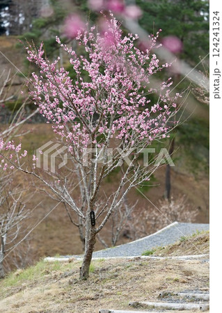 吉野梅郷の梅 124241324