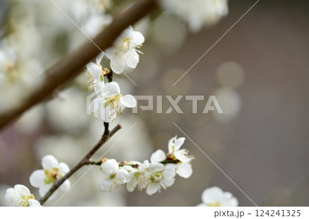 吉野梅郷の梅 吉野梅郷の梅 124241325