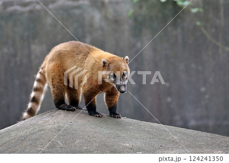 カメラ目線の立つアカハナグマ 124241350