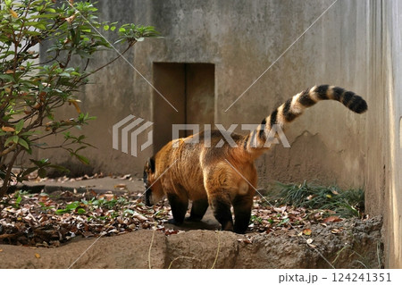 縞模様の尻尾が美しいアカハナグマ 124241351