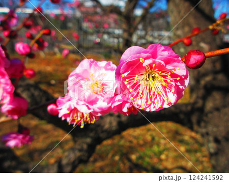 2025年撮影の紅梅の風景 124241592