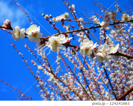 2025年2月撮影の梅の花と青空の美しい風景 124241663