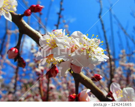 2025年2月撮影の梅の花と青空の美しい風景 124241665