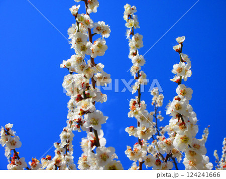 2025年2月撮影の梅の花と青空の美しい風景 2025年2月撮影の梅の花と青空の美しい風景 124241666