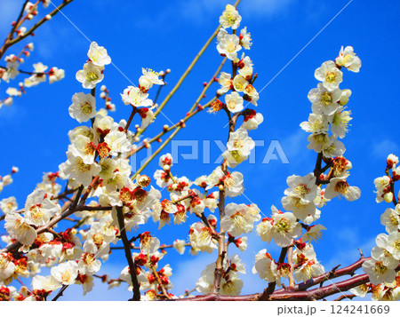 2025年2月撮影の梅の花と青空の美しい風景 124241669