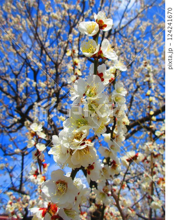 2025年2月撮影の梅の花と青空の美しい風景 2025年2月撮影の梅の花と青空の美しい風景 124241670