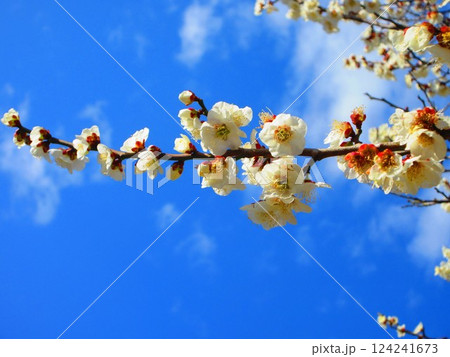 2025年2月撮影の梅の花と青空の美しい風景 124241673