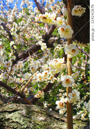 2025年2月撮影の梅の花と青空の美しい風景 124241676