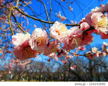 2025年2月撮影の梅の花と青空の美しい風景 124241680