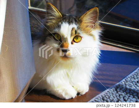 縞三毛猫のかわいらいい姿 縞三毛猫のかわいらいい姿 124241738