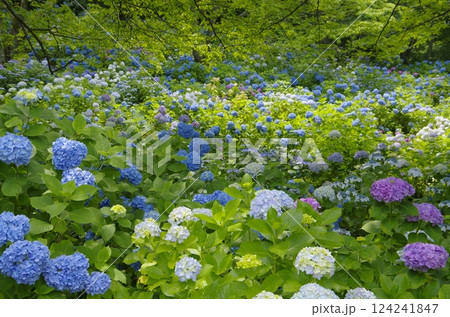 秩父・美の山のアジサイ 秩父・美の山のアジサイ 124241847