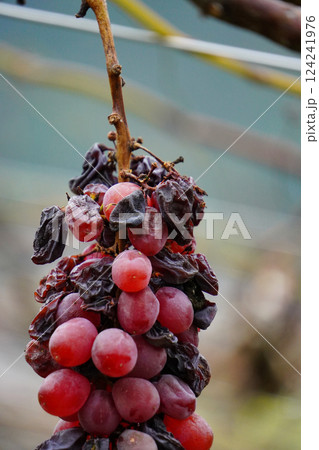 収穫の終わりを告げる葡萄棚：秋から初冬への移ろい 124241976