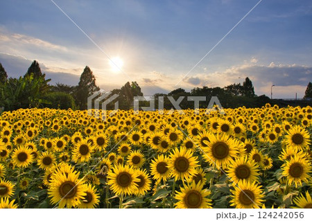 【座間市】夕日が落ちるひまわり畑 124242056