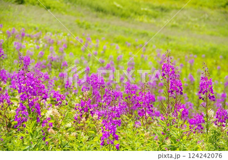 志賀高原のヤナギラン 志賀高原のヤナギラン 124242076