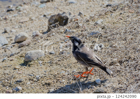 水辺のムクドリ科ムクドリ 124242090