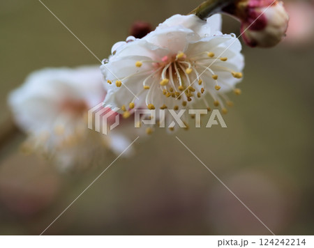 雨の3月に咲いた美しい白い梅「虎の尾(トラノオ)」 雨の3月に咲いた美しい白い梅「虎の尾(トラノオ)」 124242214