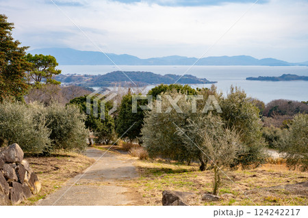牛窓オリーブ園のオリーブと瀬戸内海 124242217