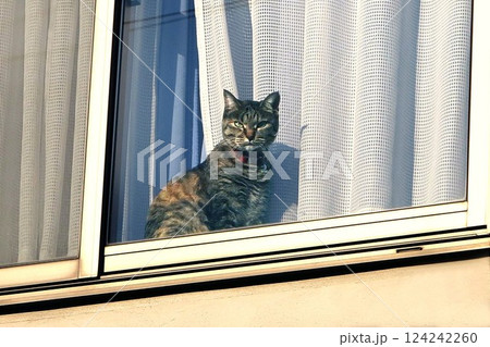 二階の窓から見下ろす猫 二階の窓から見下ろす猫 124242260