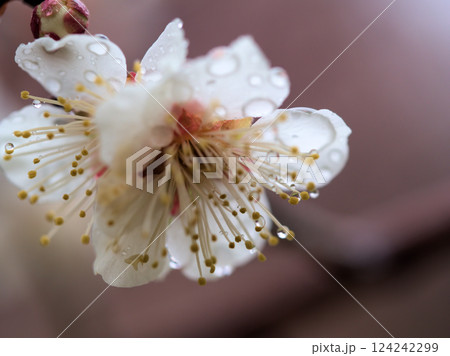 雨の3月に咲いた美しい白い梅「冬至(トウジ)」 雨の3月に咲いた美しい白い梅「冬至(トウジ)」 124242299