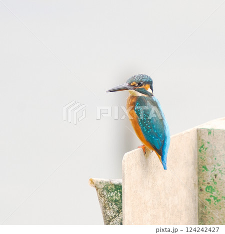 静かに佇むカワセミの姿② 124242427