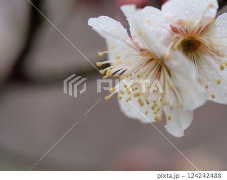 雨の3月に咲いた美しい白い梅 124242488