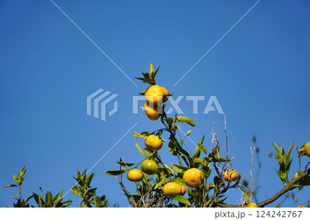 青空に映える温州みかん：収穫間近の晩秋の果実 124242767