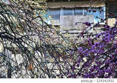 満開の梅　成田山川越別院境内　川越市 124242932