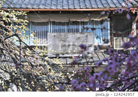 満開の梅　成田山川越別院境内　川越市 124242957