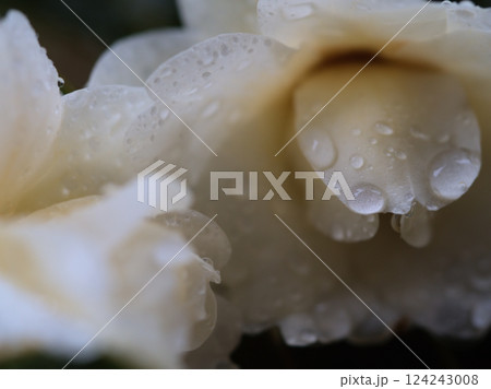 雨の3月に咲いた美しい白いツバキ「バターミント」 124243008