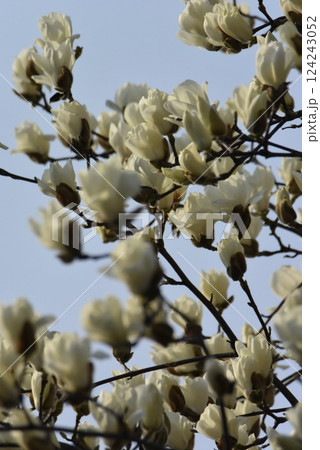 咲き始めた木蓮の花 咲き始めた木蓮の花 124243052