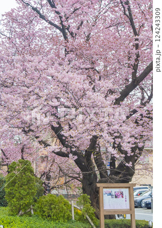 ハリウッドの大寒桜 124243309