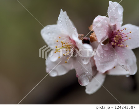 雨の3月に咲いた美しい桜「冬桜（フユザクラ）」 124243387