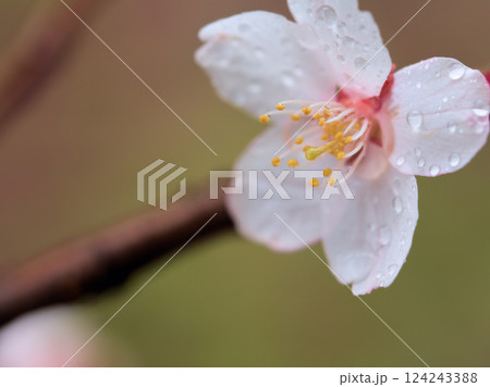 雨の3月に咲いた美しい桜「冬桜(フユザクラ)」 雨の3月に咲いた美しい桜「冬桜(フユザクラ)」 124243388