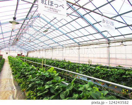 イチゴ狩り農園の温室内の風景 124243582