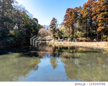冬晴れの下、静かでゆったりとした佐倉城址公園の姥が池の佇まい 冬晴れの下、静かでゆったりとした佐倉城址公園の姥が池の佇まい 124243599