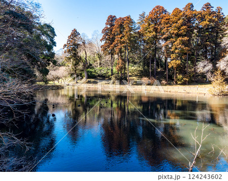 冬晴れの下、静かでゆったりとした佐倉城址公園の姥が池の佇まい 124243602