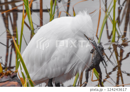 カエルを捕食　コサギ 124243617