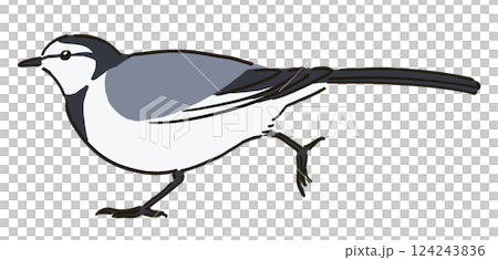 正在奔跑的鶺鴒的插圖 124243836