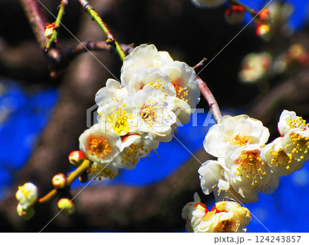 2025年2月に撮影した埼玉県川口市内の梅の花と青空の美しい風景 2025年2月に撮影した埼玉県川口市内の梅の花と青空の美しい風景 124243857